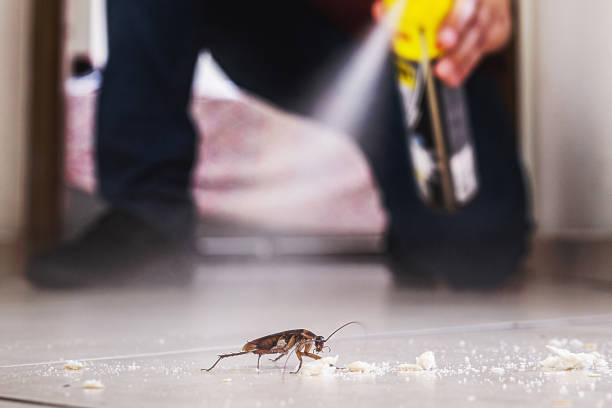 Professional Pest Control in Loma Linda, CA